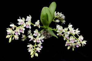 Sedirea japonica Bell Orchidea CCM 83pts